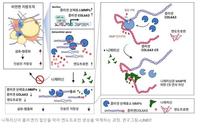 살 안 빼도 당뇨·고혈압 잡는다? '니제리신'의 혁신